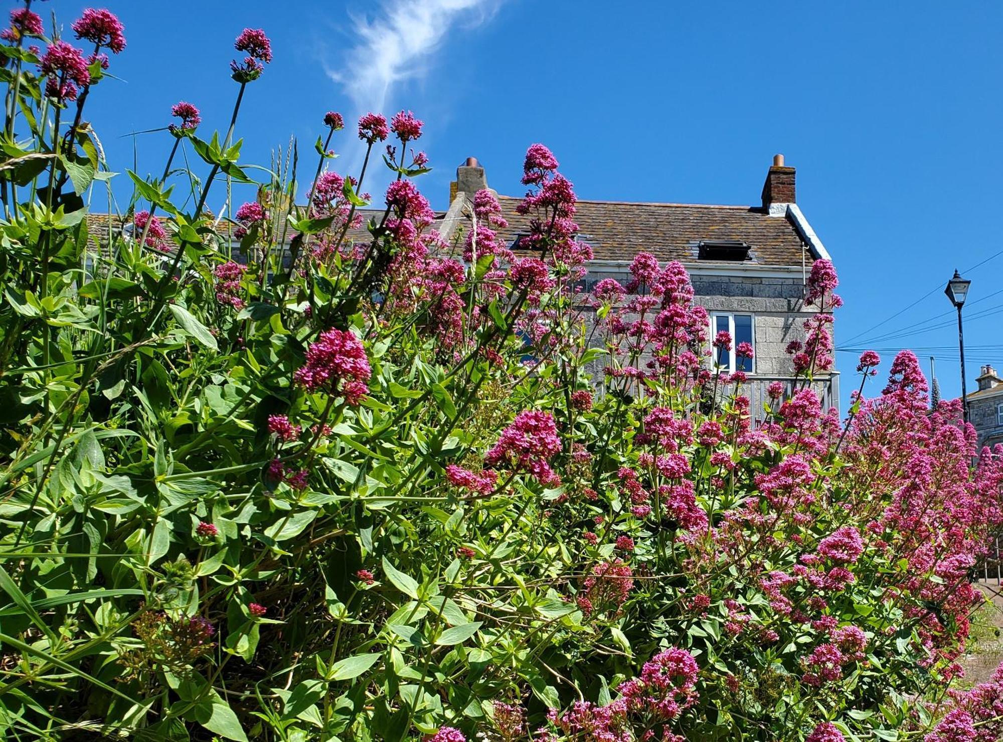 פורטלנד Sea View Cottage מראה חיצוני תמונה